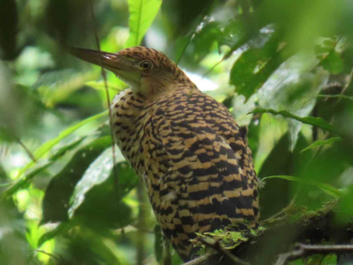 Fasciated Tiger-Heron - ML639384382