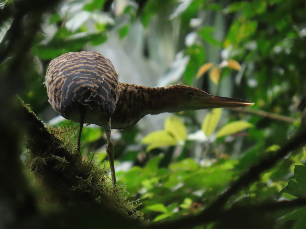 Fasciated Tiger-Heron - ML639384383