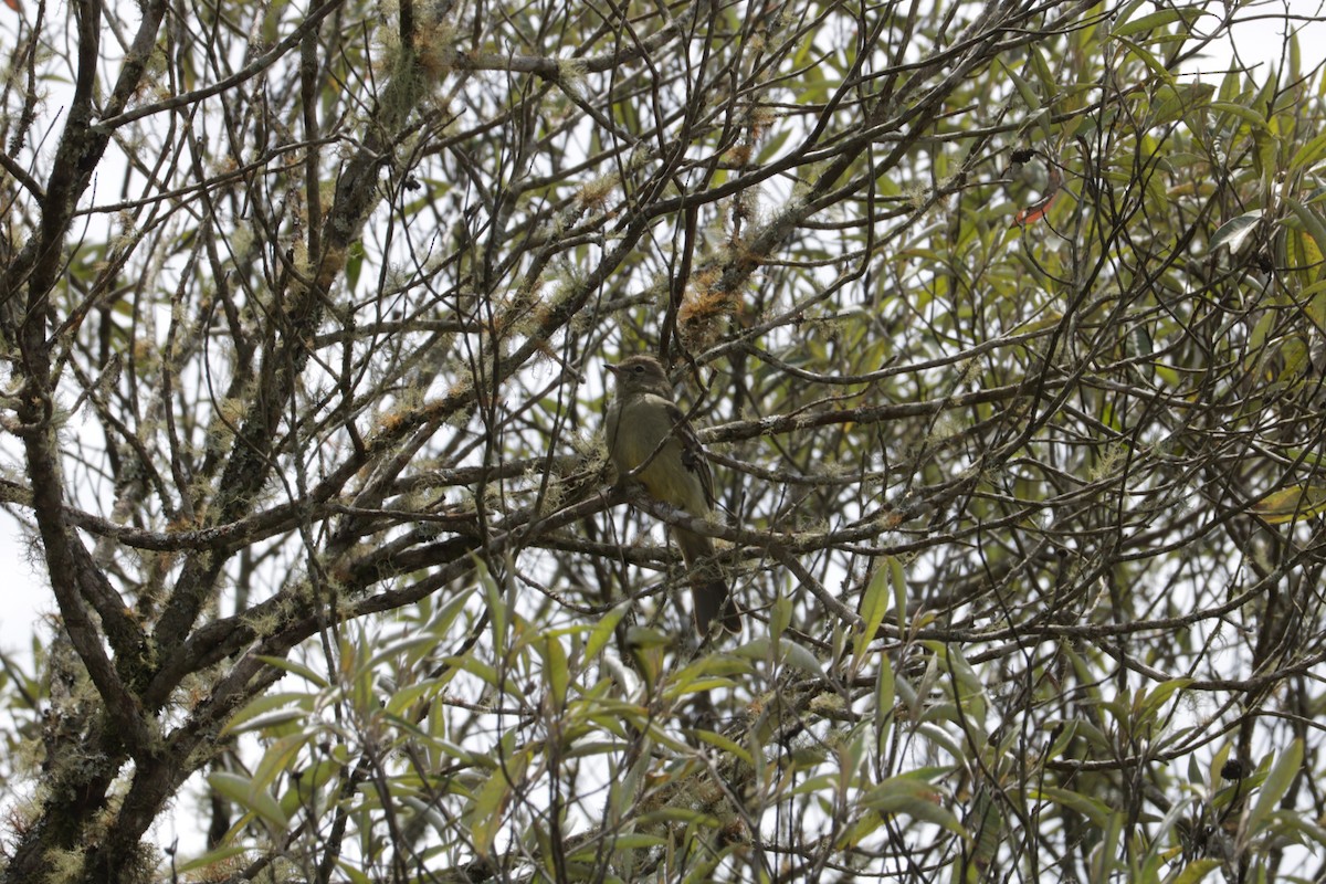 Small-headed Elaenia - ML639384413
