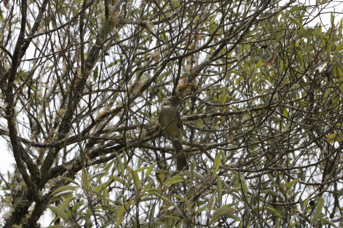 Small-headed Elaenia - ML639384415