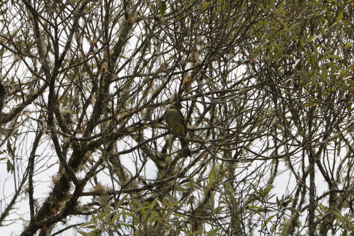Small-headed Elaenia - ML639384416