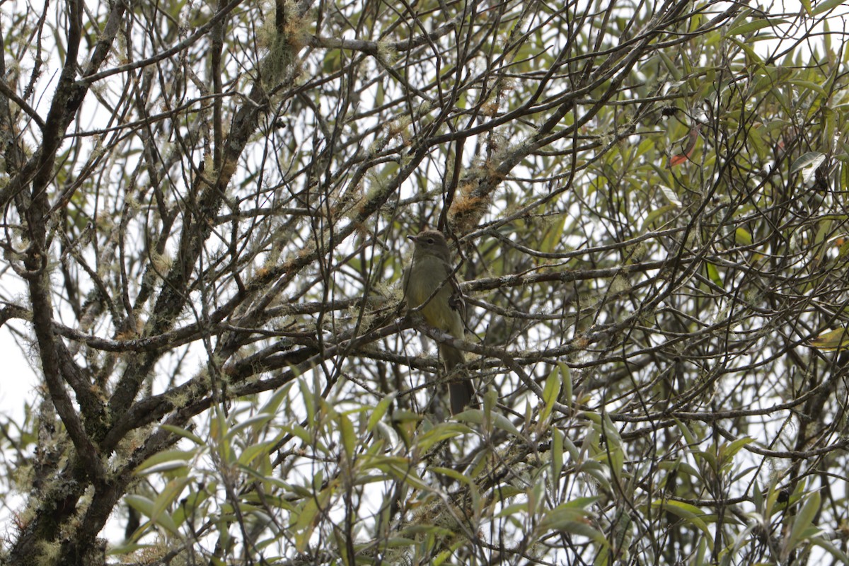 Small-headed Elaenia - ML639384418