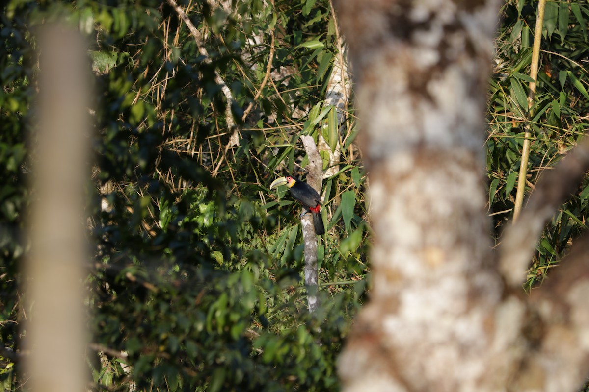 Red-breasted Toucan - ML639384477
