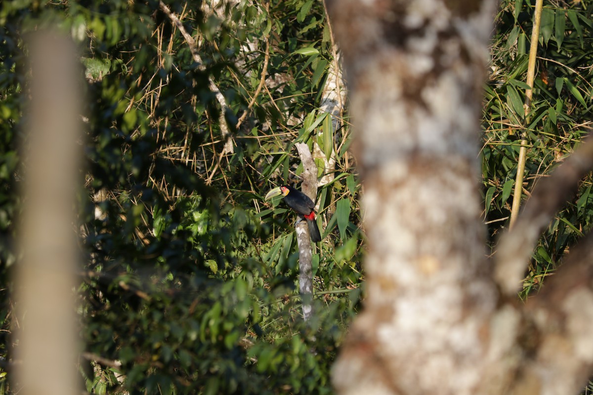 Red-breasted Toucan - ML639384478