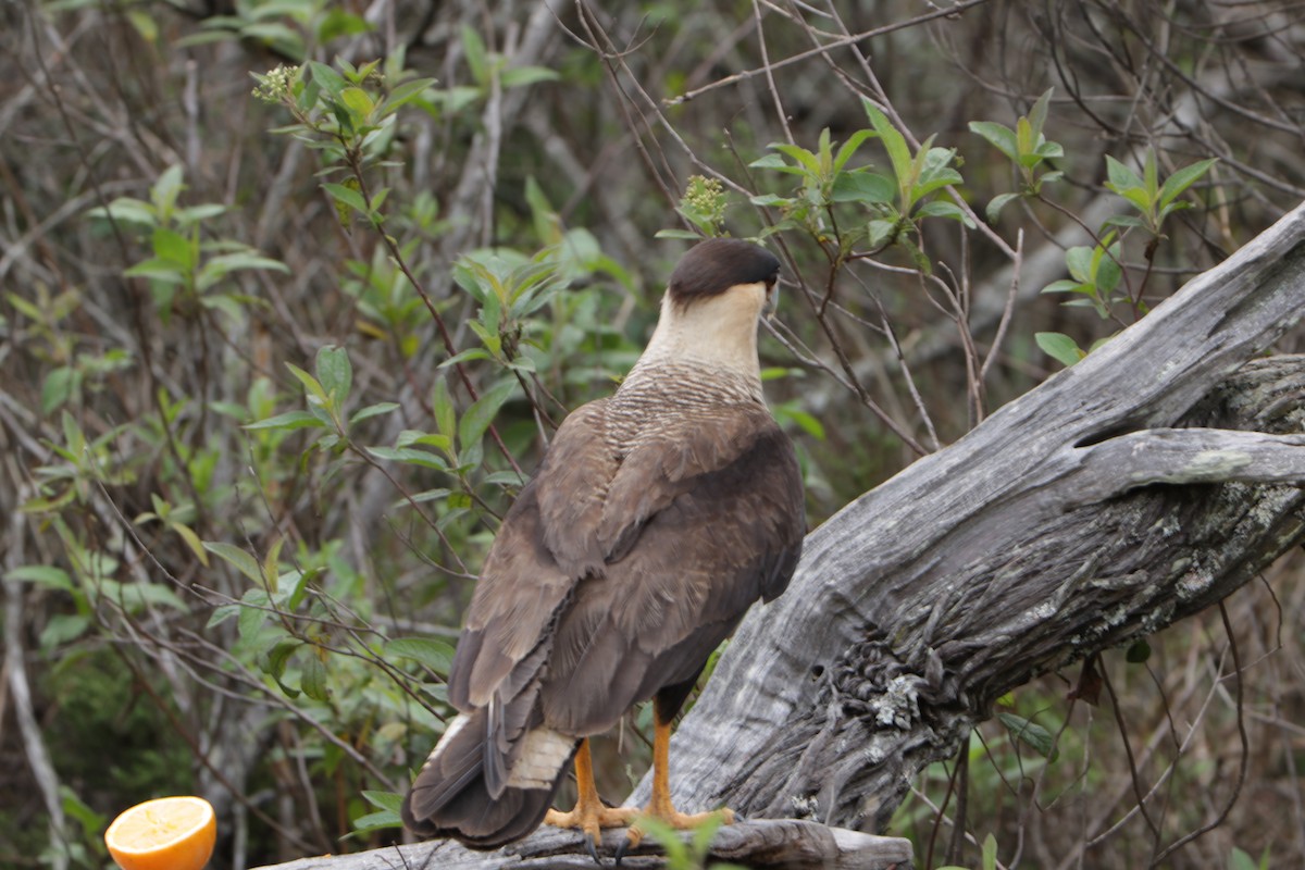 Crested Caracara - ML639384538