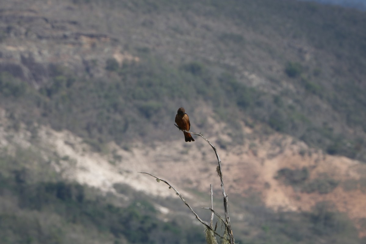 Cliff Flycatcher - ML639384549