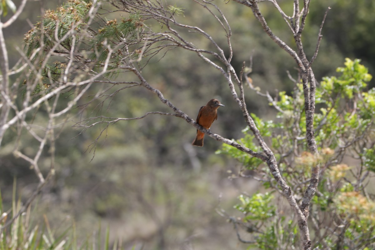 Cliff Flycatcher - ML639384550