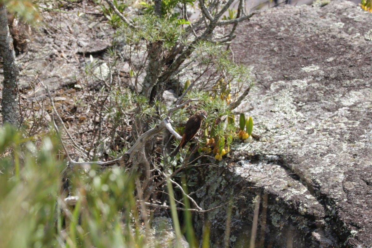 Cliff Flycatcher - ML639384551