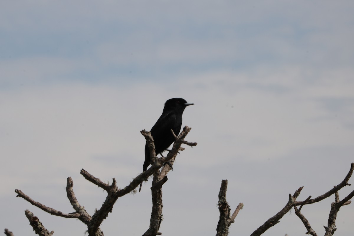 Velvety Black-Tyrant - ML639384609
