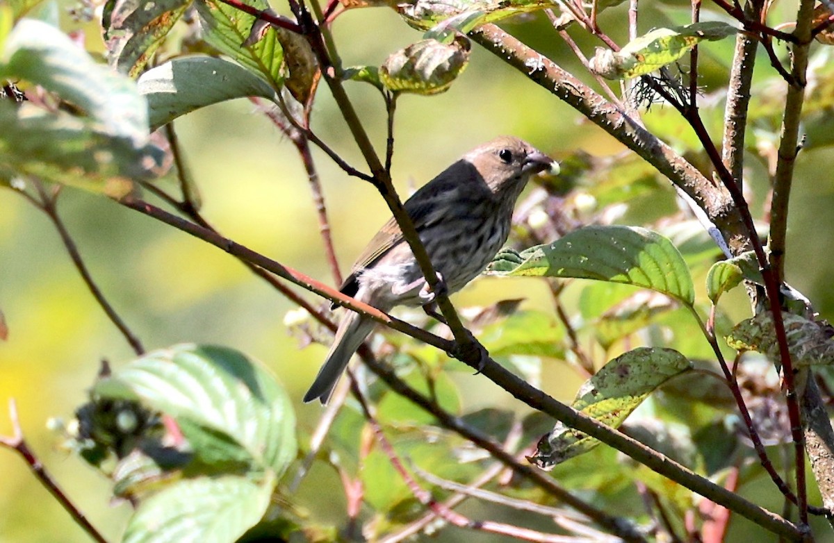 Purple Finch - ML639384613