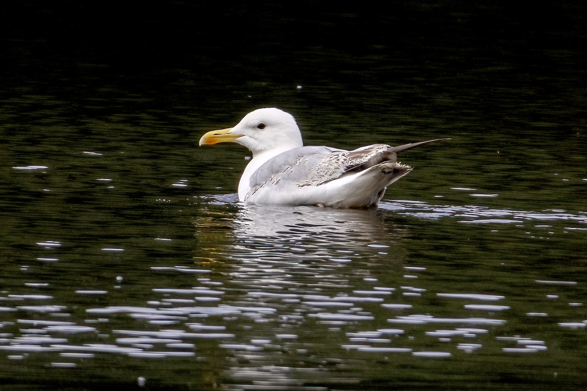 Мөнгөлөг цахлай - ML639384641