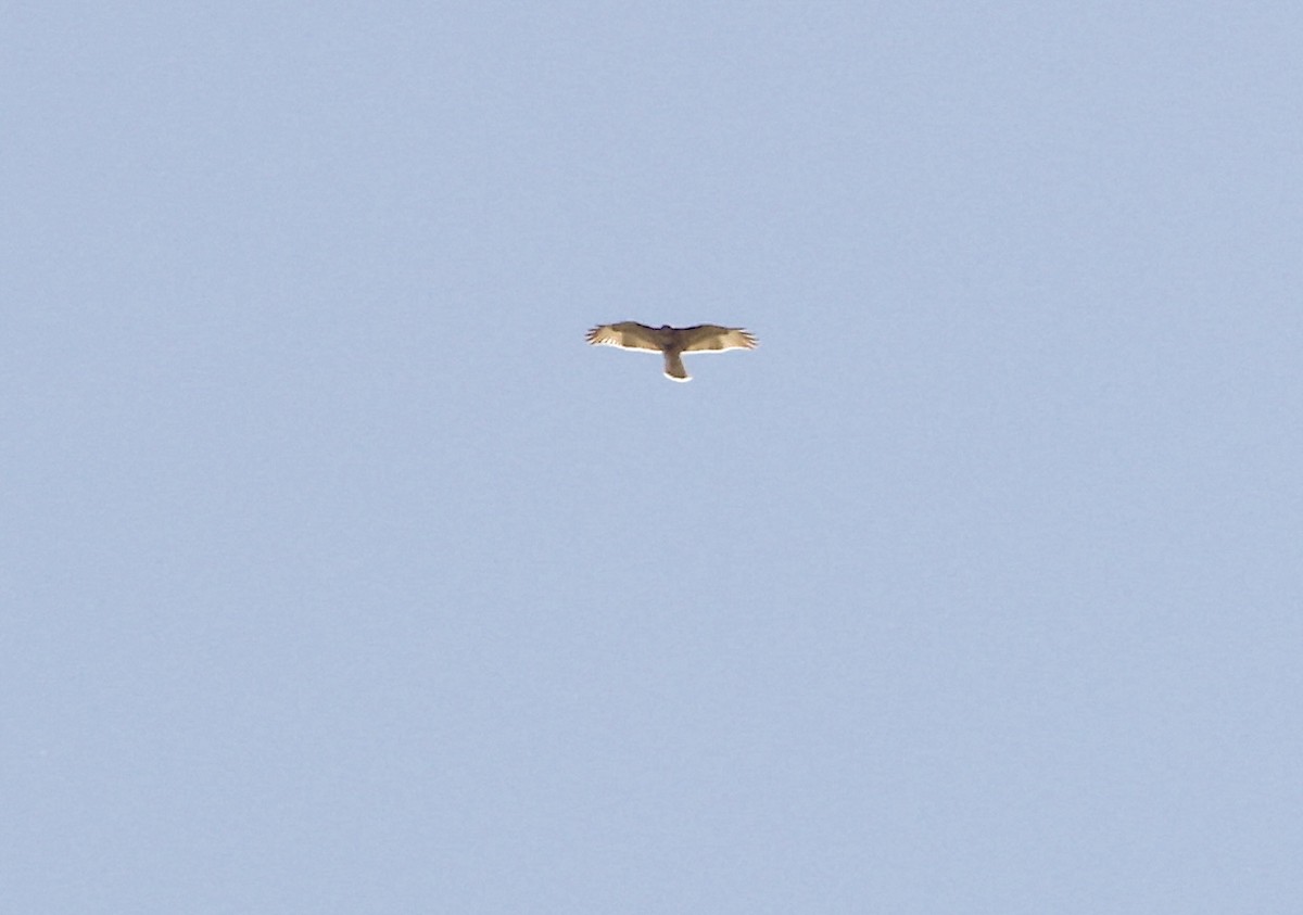 American Kestrel - ML639384665