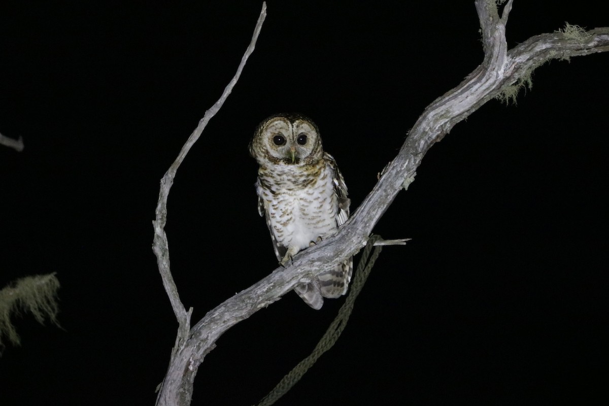 Rusty-barred Owl - ML639384666