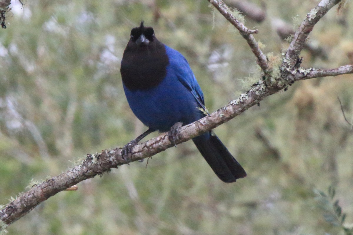 Azure Jay - ML639384754