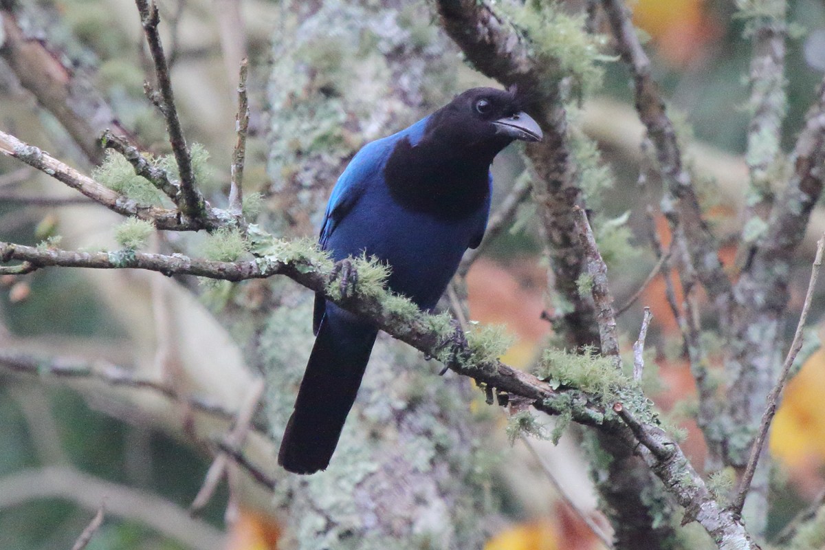 Azure Jay - ML639384758