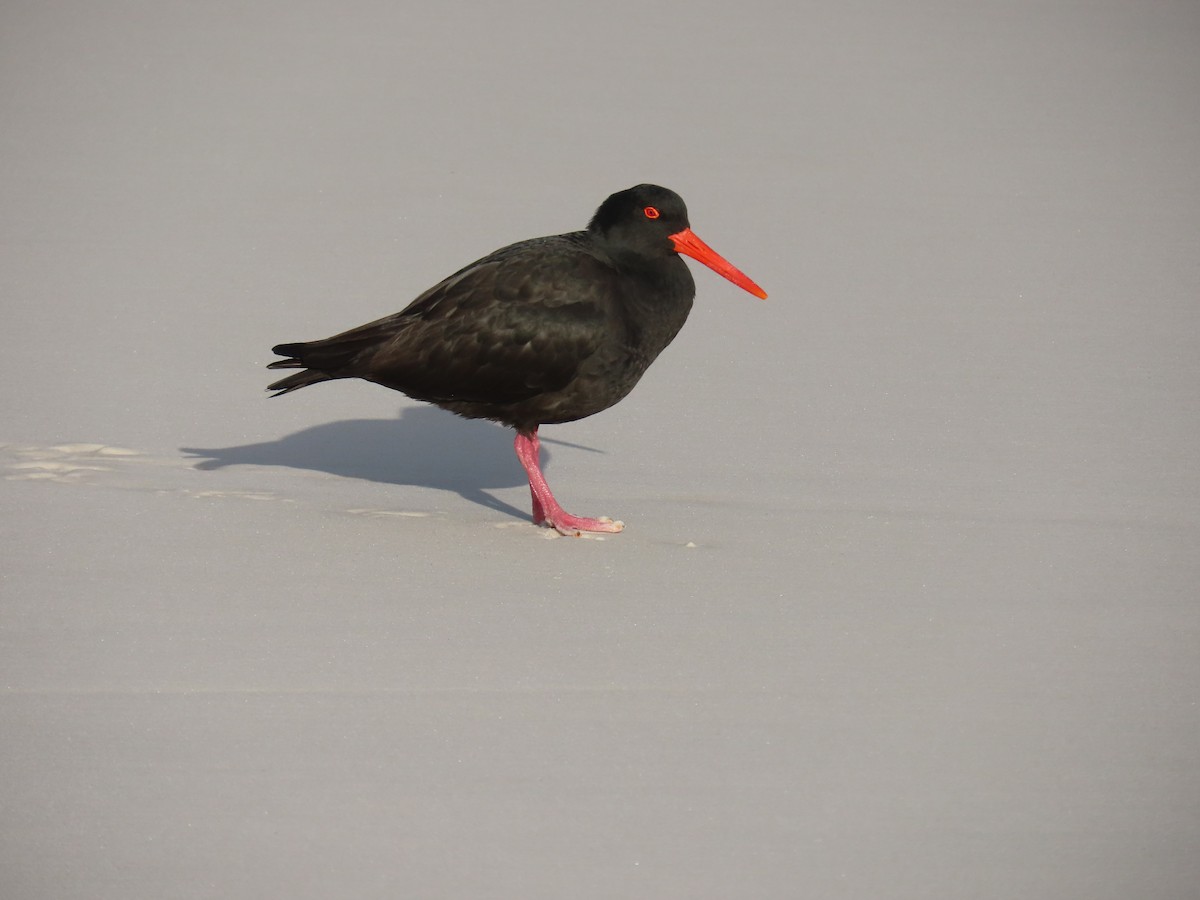 Sooty Oystercatcher - ML639384907