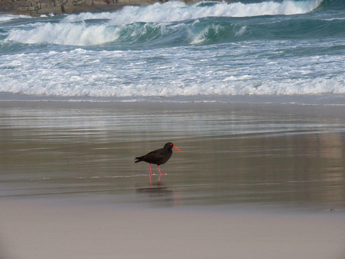 Sooty Oystercatcher - ML639384908