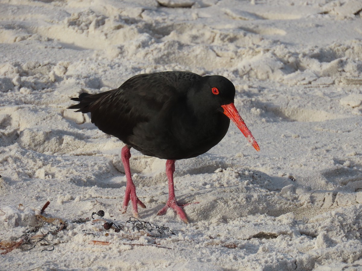 Sooty Oystercatcher - ML639384909