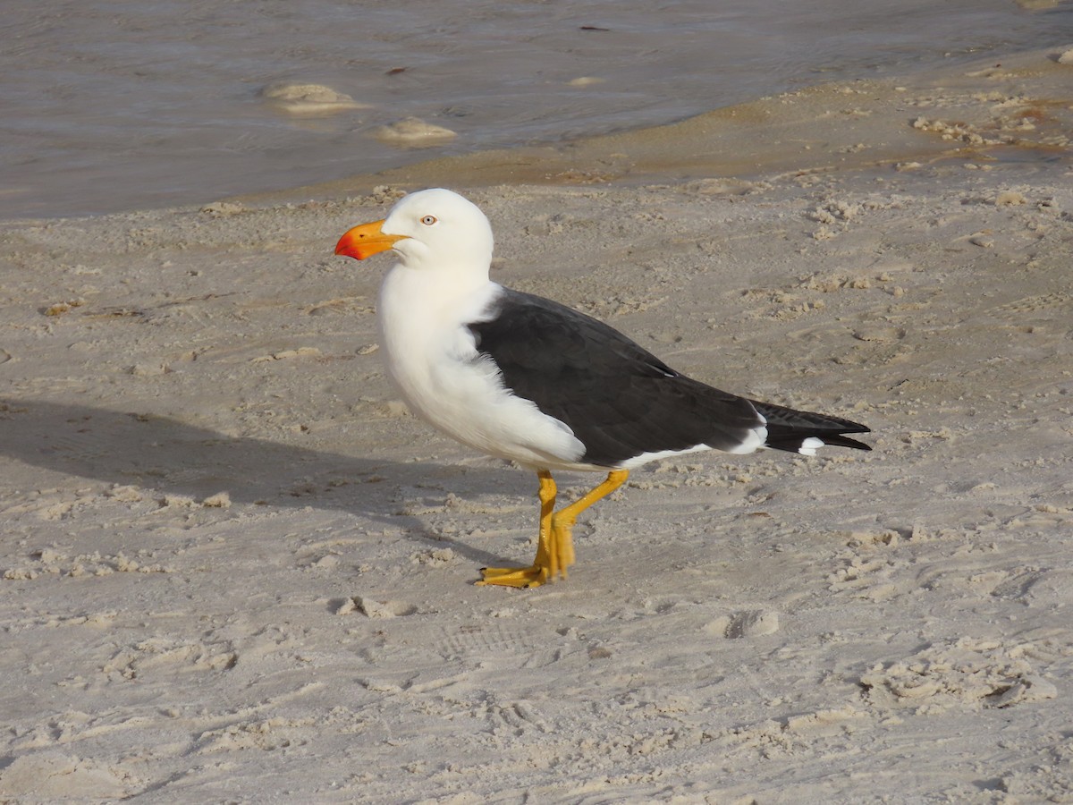 Pacific Gull - ML639384925