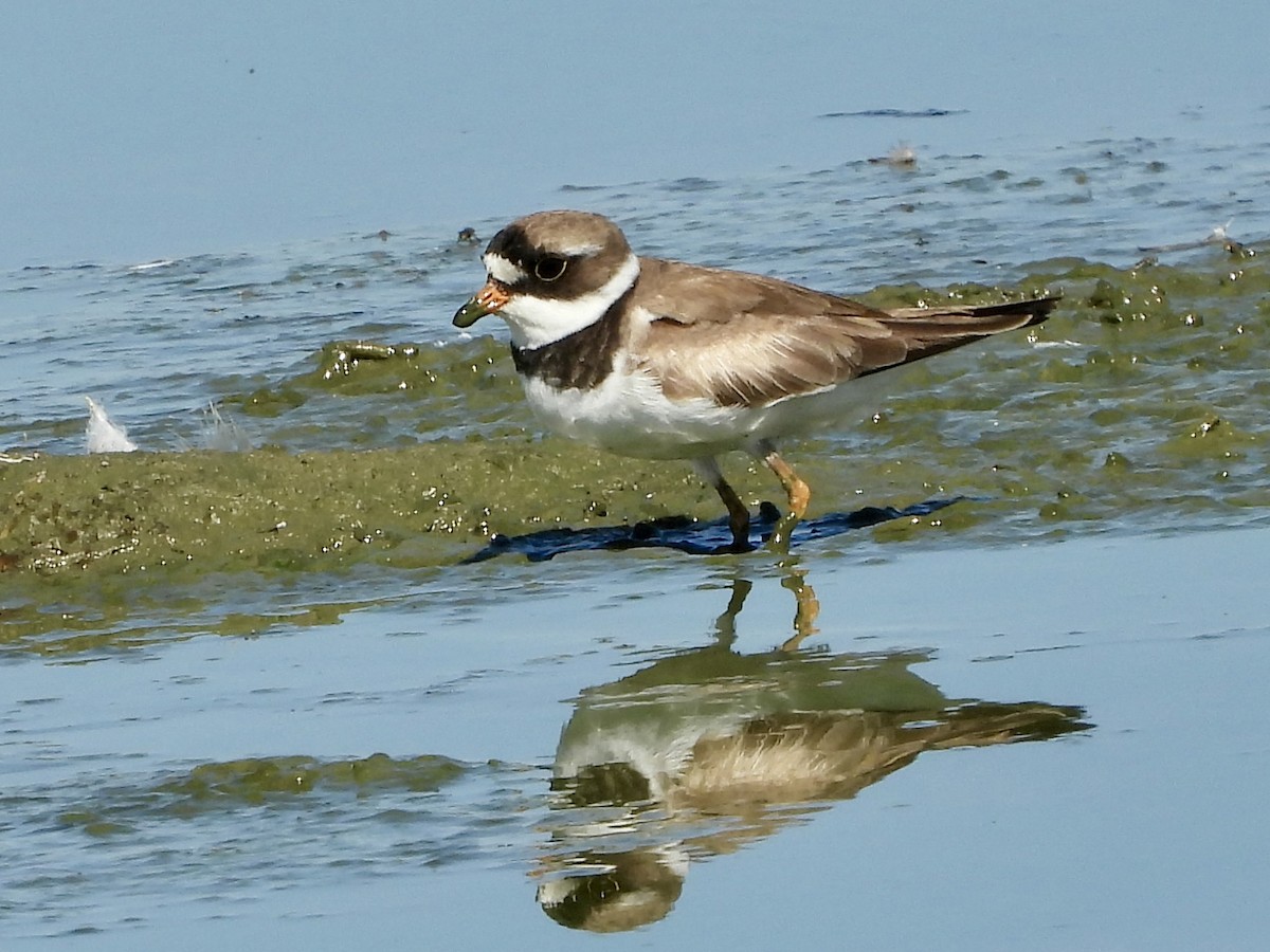 Semipalmated Plover - ML639384927