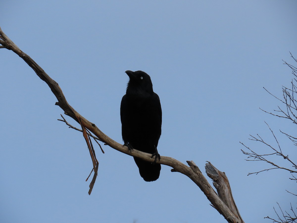 Forest Raven - ML639384943