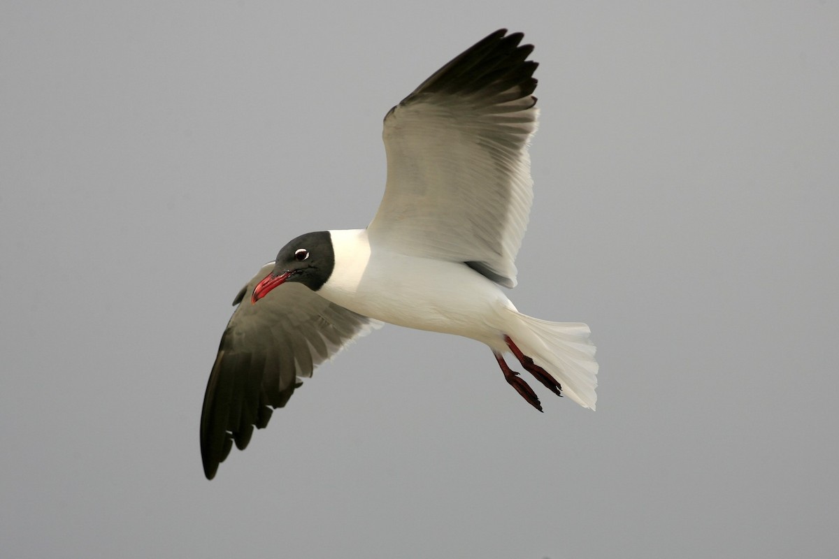 Laughing Gull - ML639384991