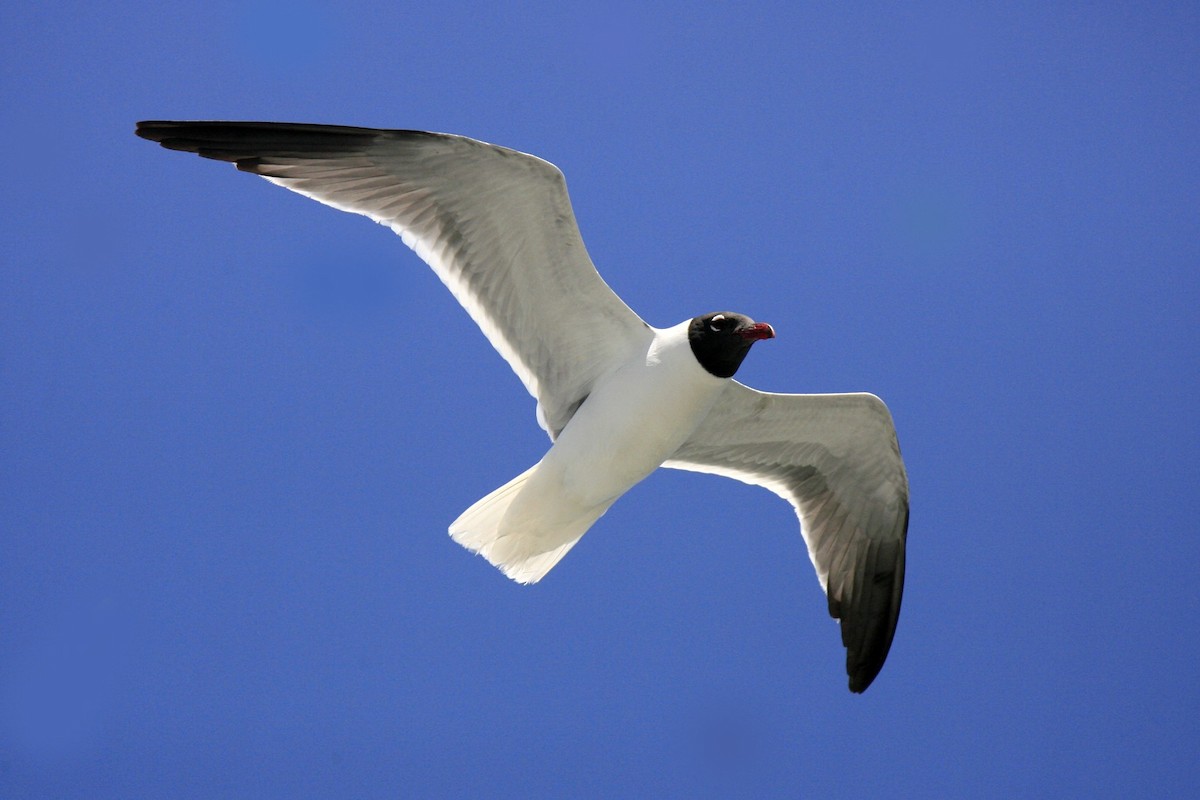 Laughing Gull - ML639384992