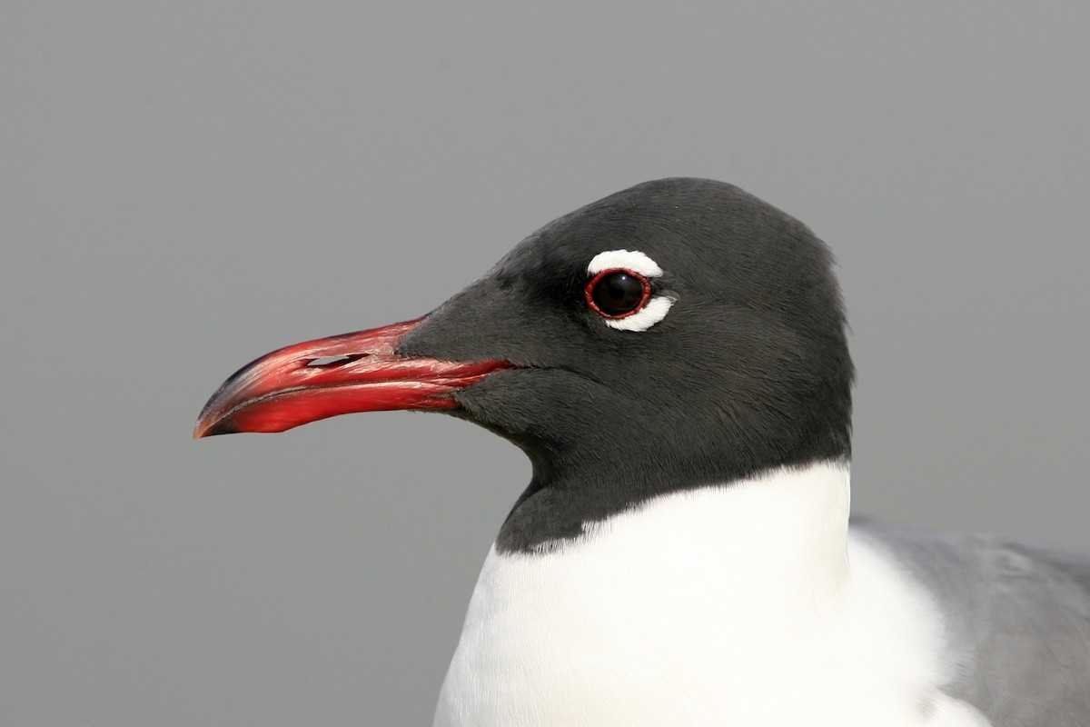 Laughing Gull - ML639384993