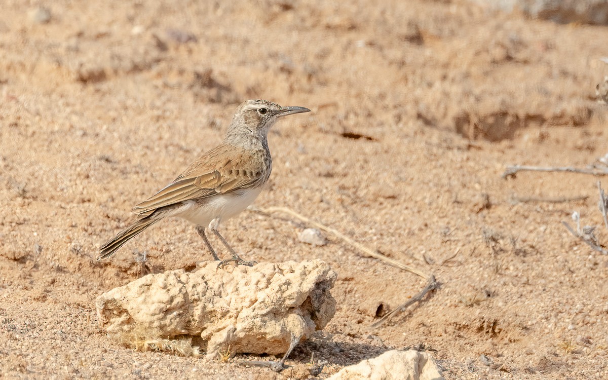 Karoo Long-billed Lark - ML639385047