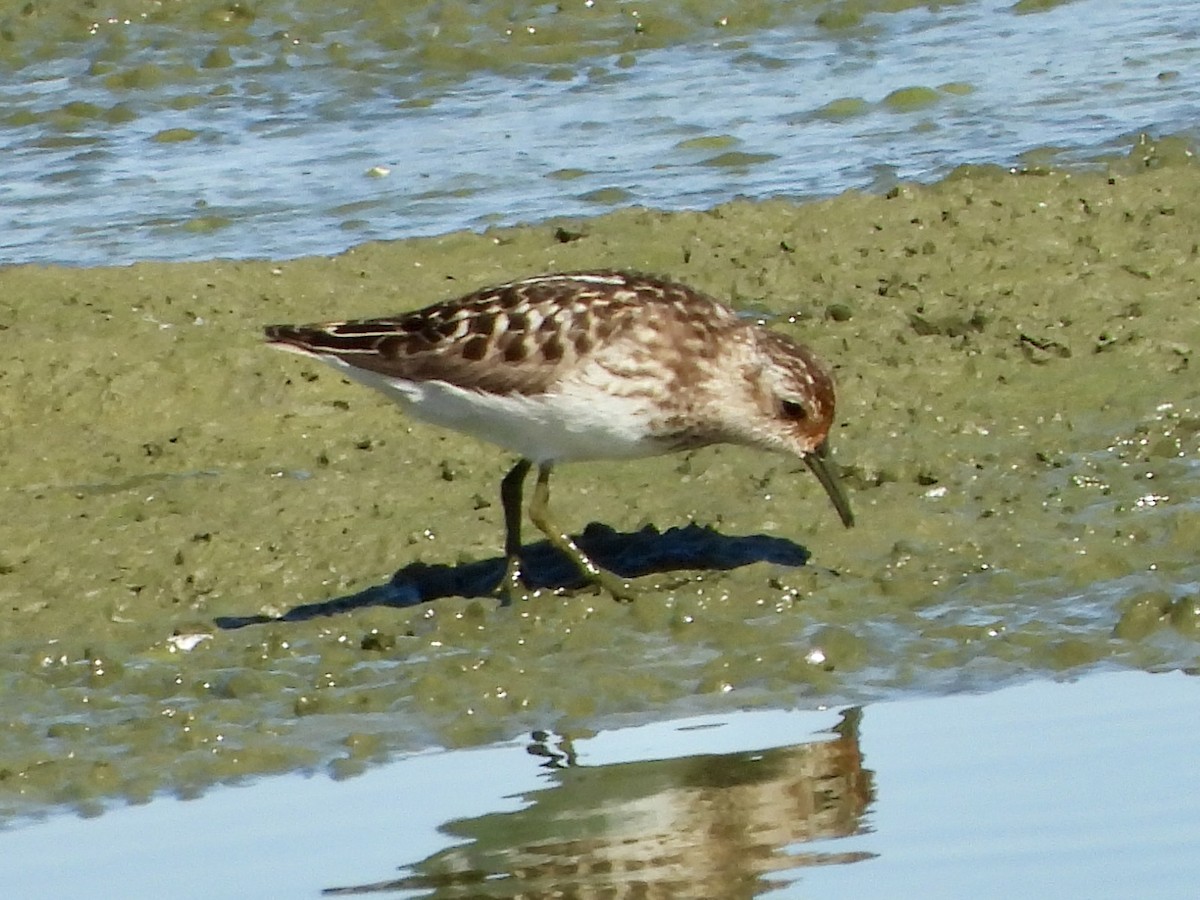 Least Sandpiper - ML639385154