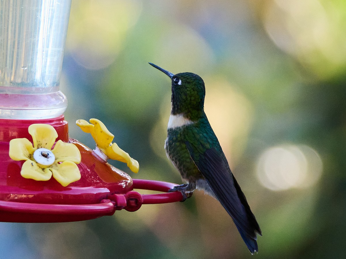 Amethyst-throated Sunangel - ML639385155