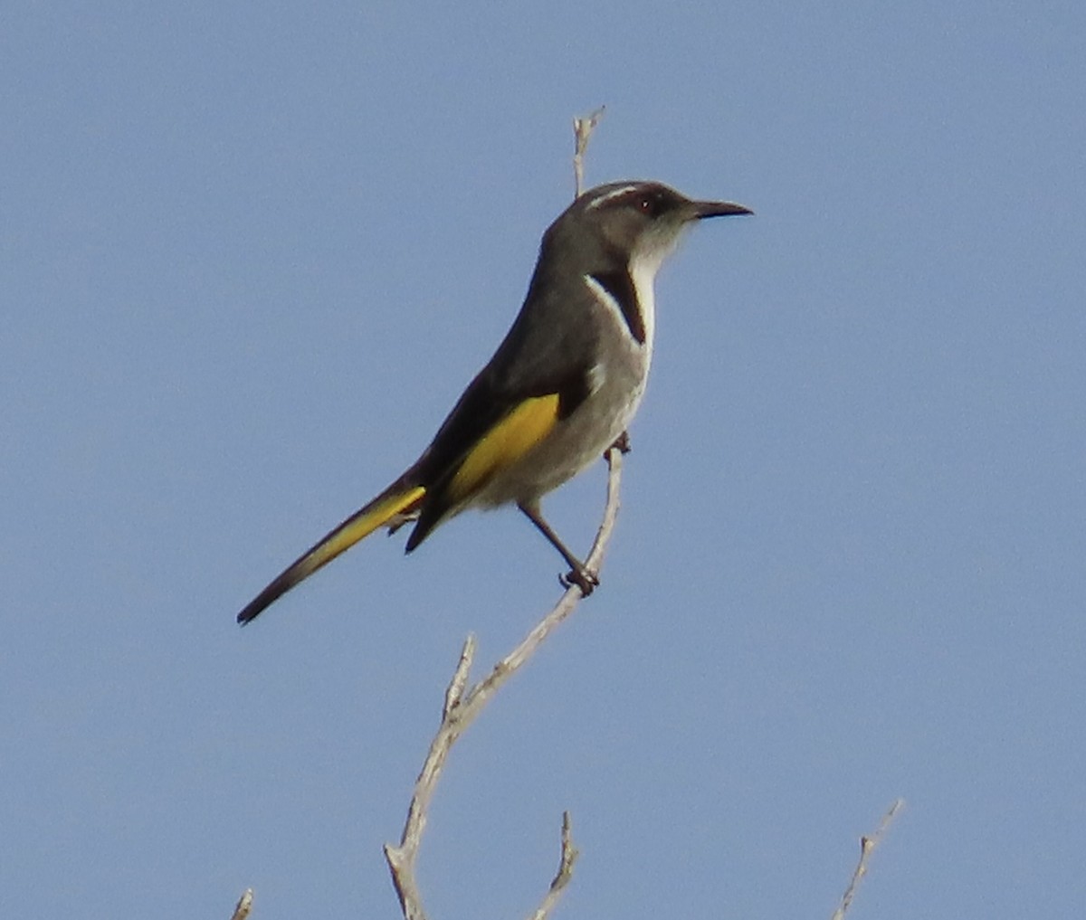 Crescent Honeyeater - ML639385198
