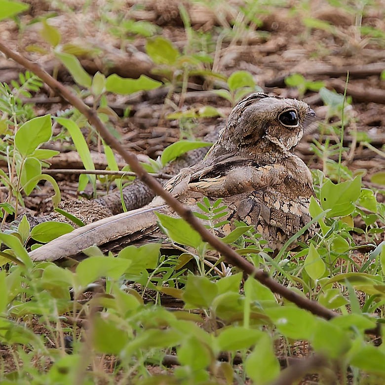 Long-tailed Nightjar - ML639385209
