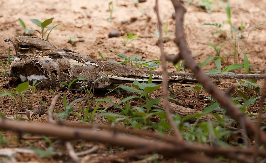 Long-tailed Nightjar - ML639385210