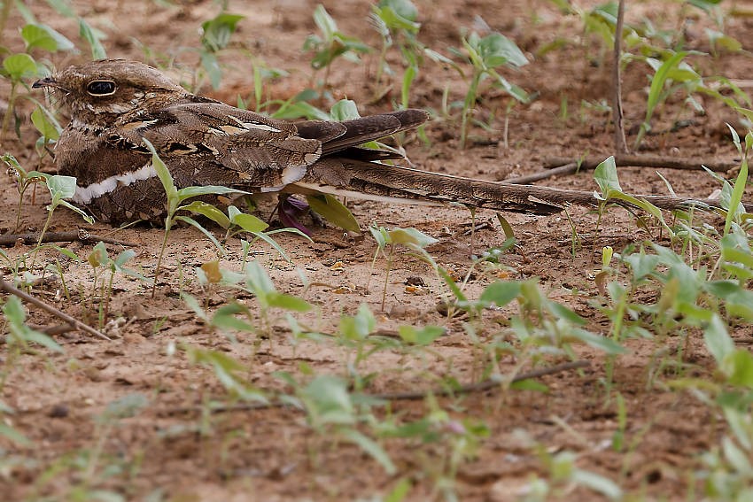 Long-tailed Nightjar - ML639385211