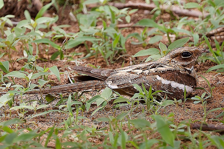 Long-tailed Nightjar - ML639385212