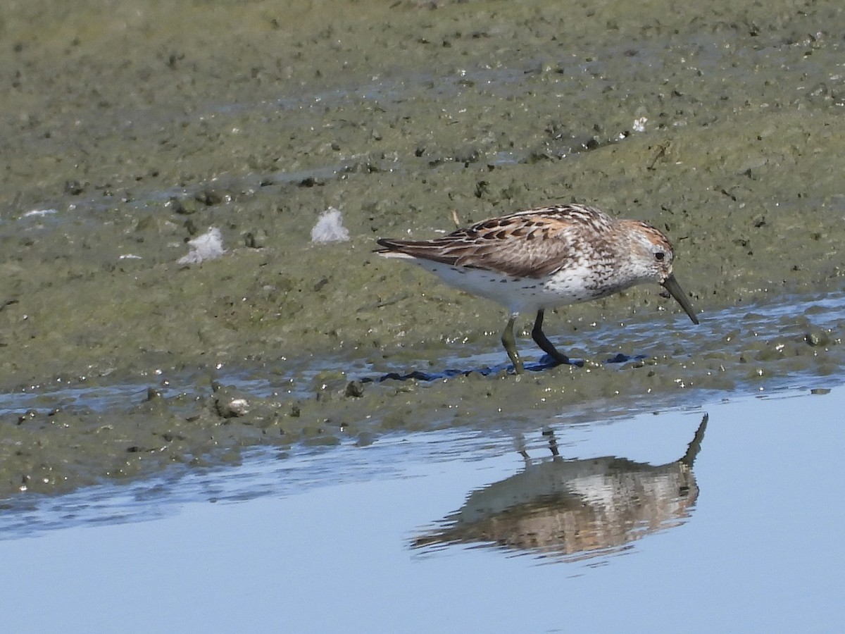 Western Sandpiper - ML639385262