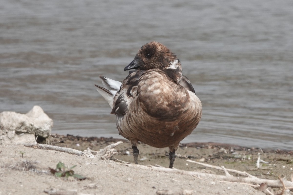 berneška tmavá (ssp. nigricans) - ML639385308