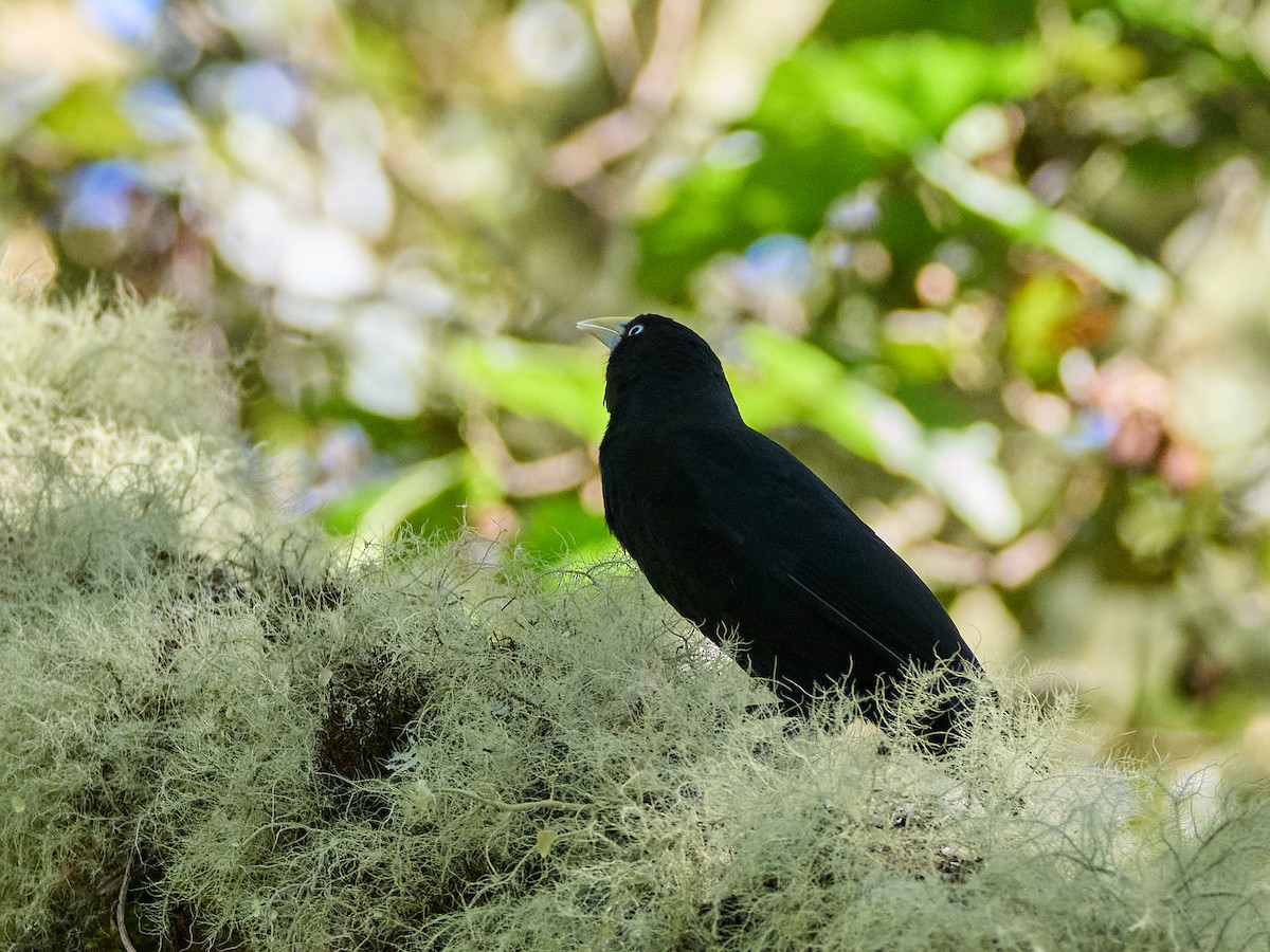 Yellow-billed Cacique - ML639385521