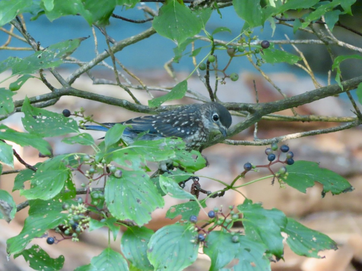 Eastern Bluebird - ML639385626