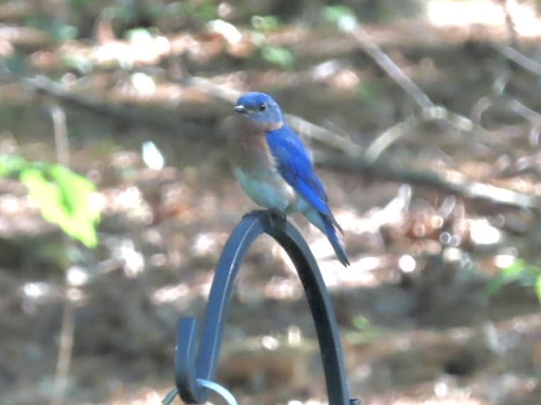 Eastern Bluebird - ML639385645