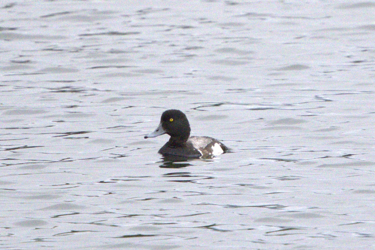Greater/Lesser Scaup - ML639385689