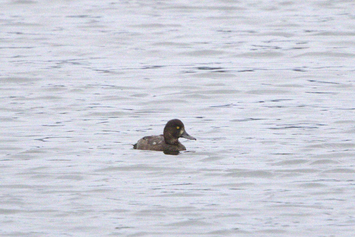 Greater/Lesser Scaup - ML639385690