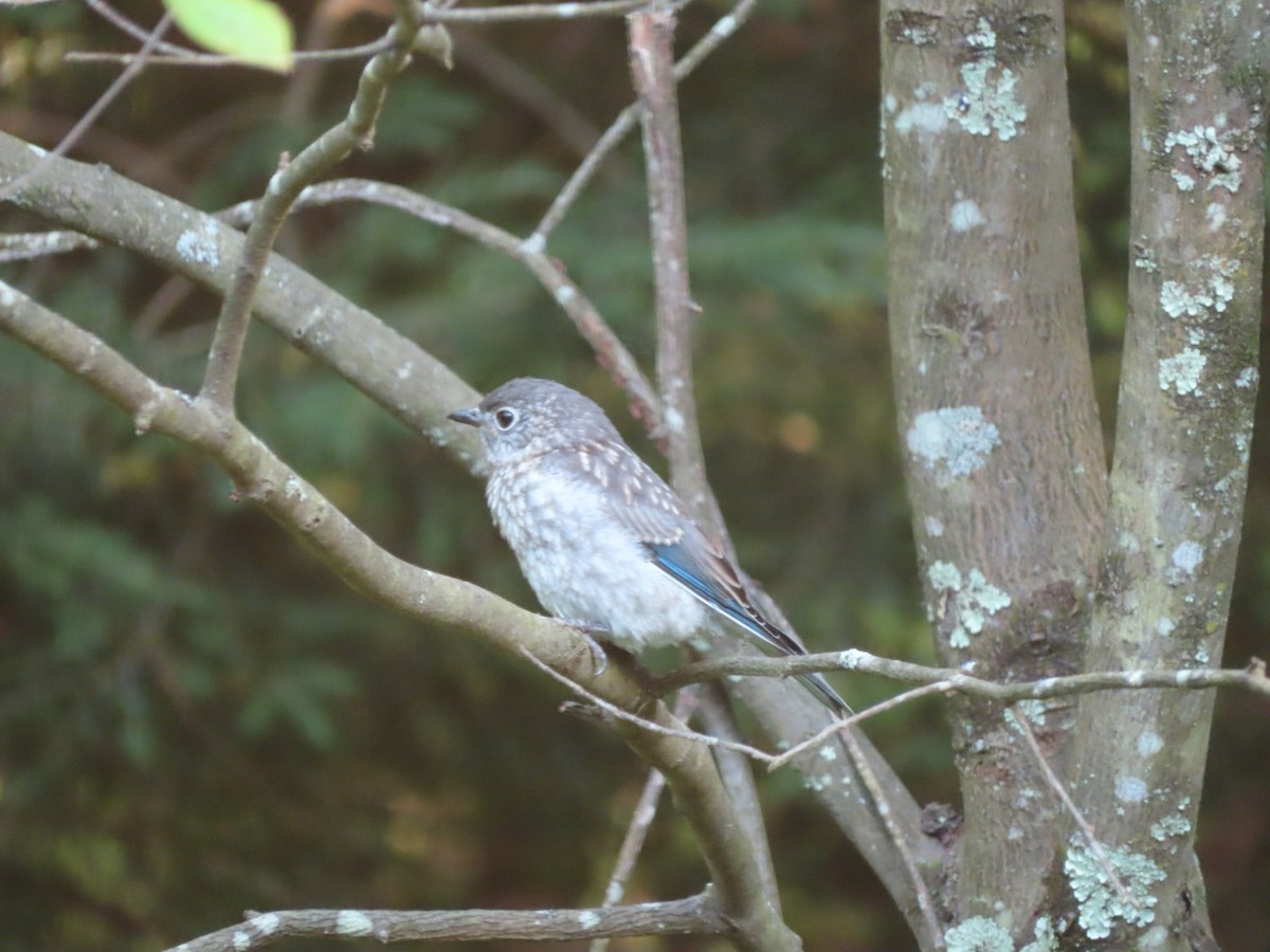 Eastern Bluebird - ML639385696