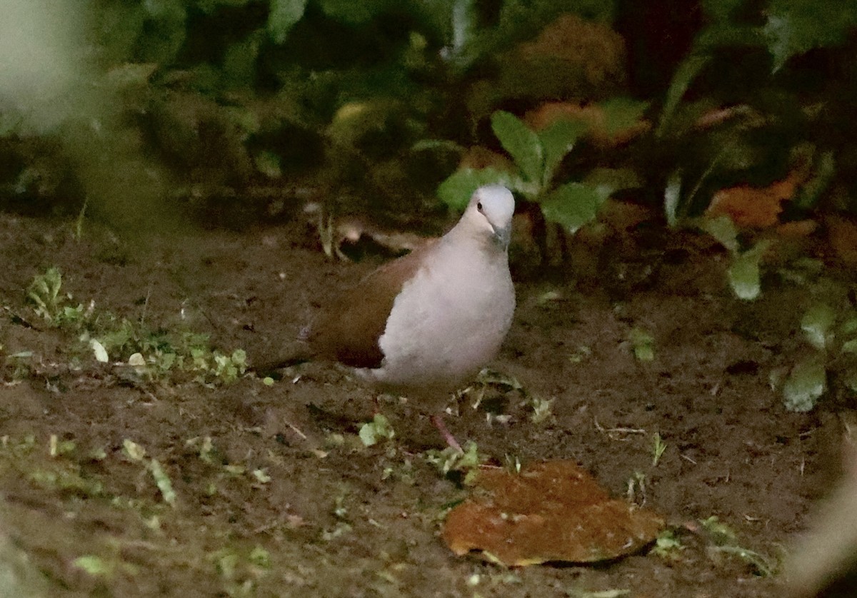 Pallid Dove - ML639385731