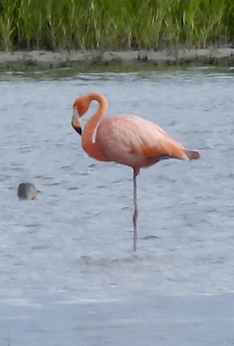 American Flamingo - ML639385788