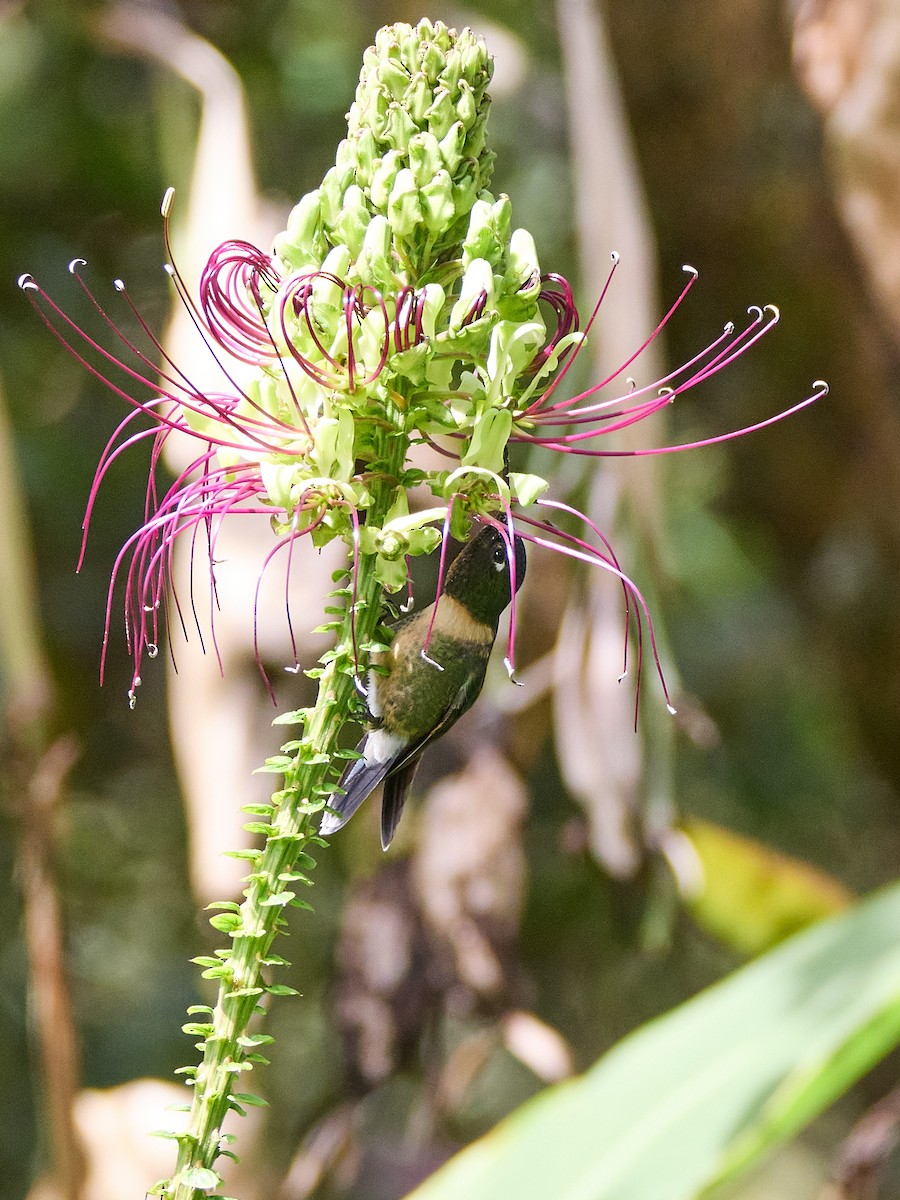 Amethyst-throated Sunangel - ML639385792