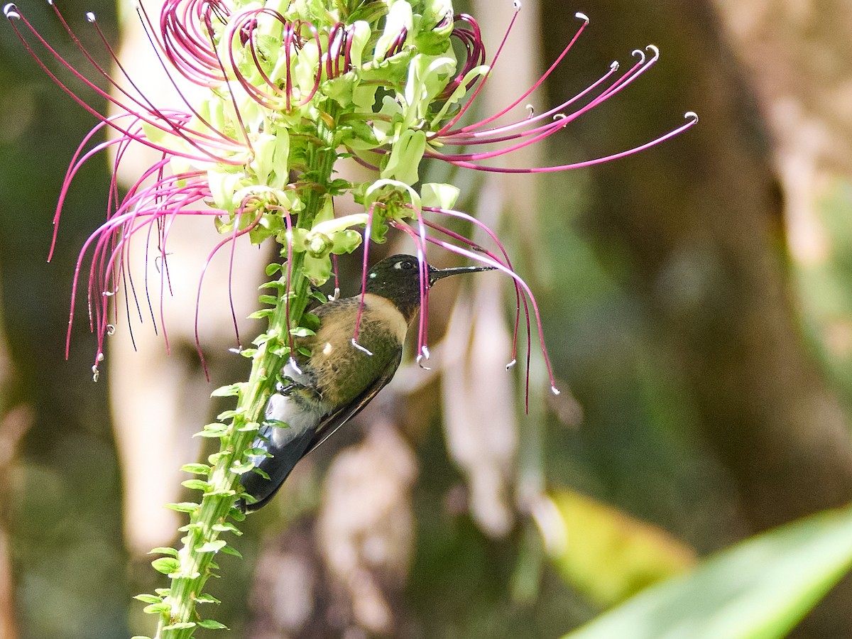 Amethyst-throated Sunangel - ML639385797