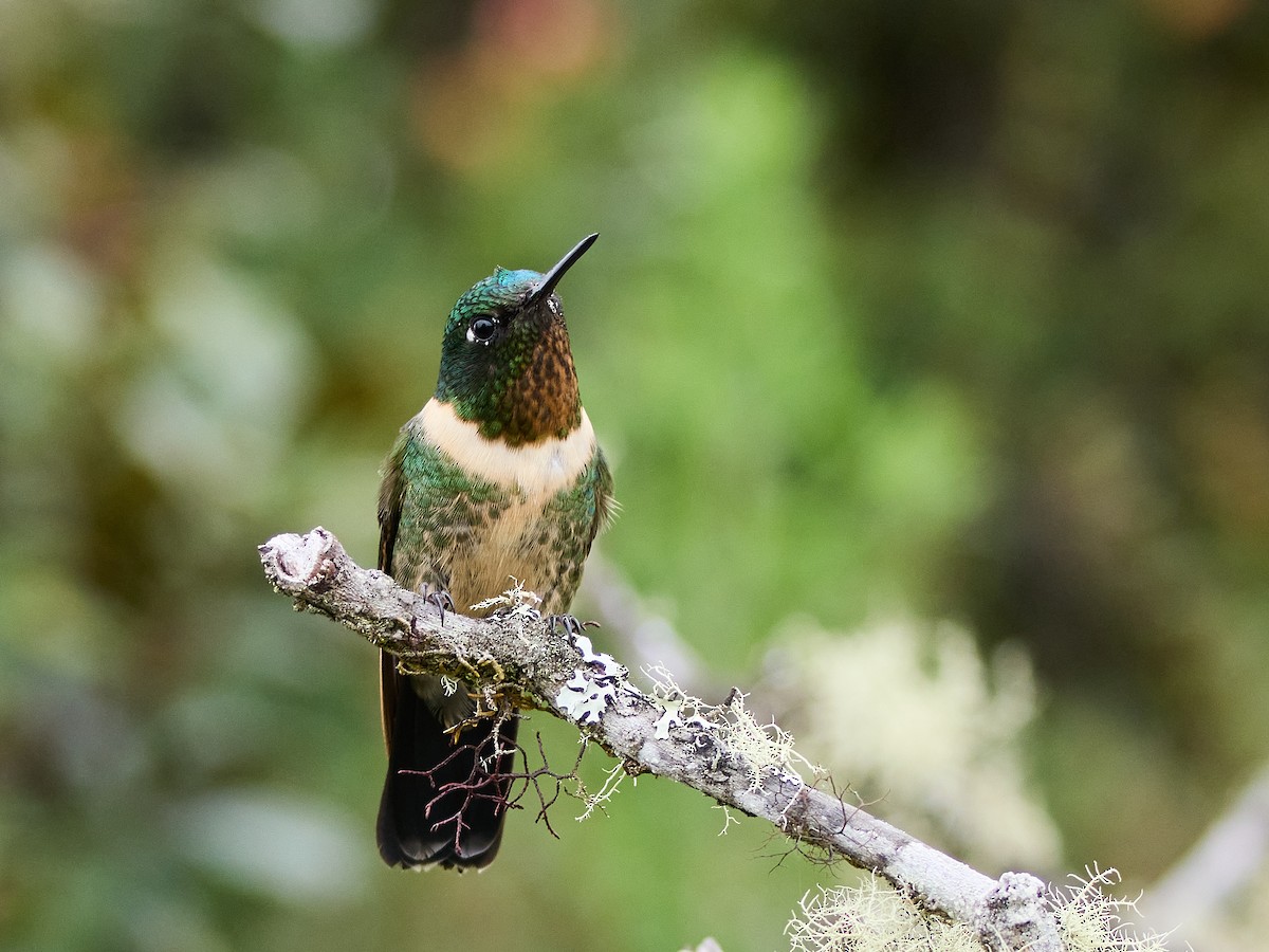 Amethyst-throated Sunangel - ML639385827