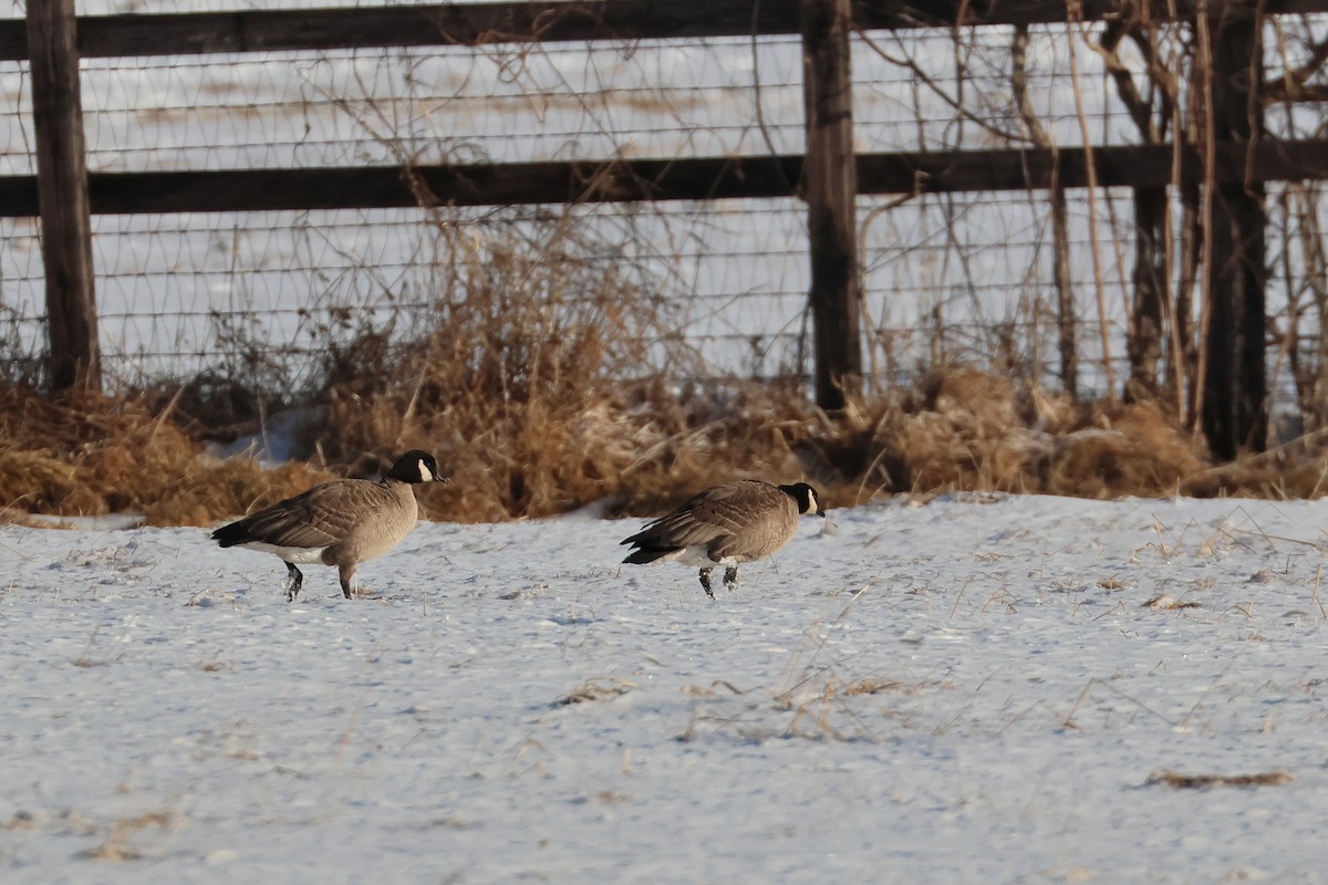 Cackling Goose (minima) - ML639385886
